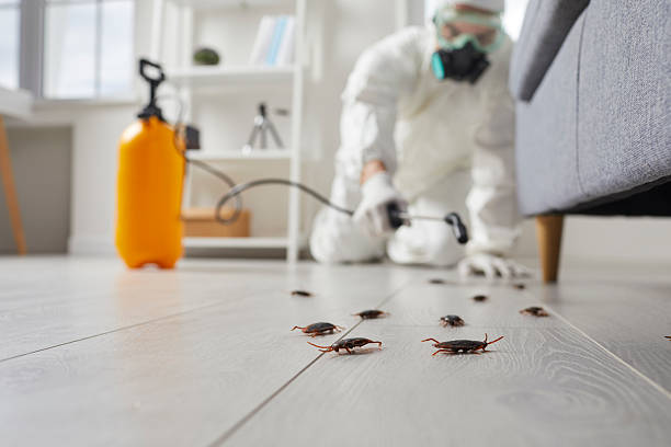 Commercial Kitchen Cockroach Control in McGehee